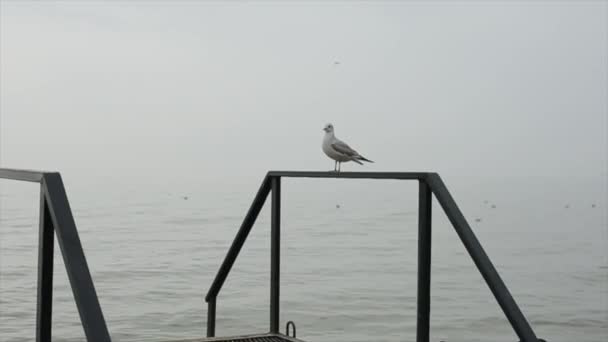 A seagull sits on the iron railing of a breakwater against the background of the sea along which a flock of other birds swims — Stock Video