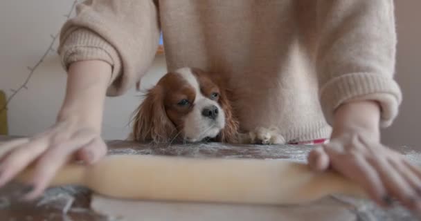 Close-up of young woman hands rolling out gingerbread dough for Christmas holidays and dog muzzle peeking out from under the table — Stock Video