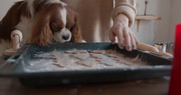 A cute spaniel dog sits at the table and looks at the gingerbreads on a baking sheet that a young woman cooking for Christmas