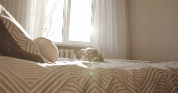 A dog of breed cavalier king charles spaniel lies on the bed against the background of the window and grabbing a his toy jumps to the floor — Stock Video