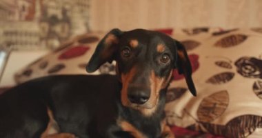 Dachshund köpeği odadaki yatakta bir yastığa uzanıyor ve ciddi ciddi kameraya bakıyor.