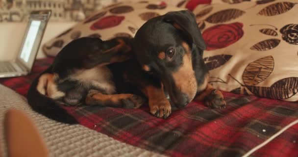 A funny dog of the Dachshund breed lies on the bed and scratches his ear with his paw — Stock Video