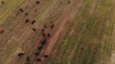 Aberdeen-Angus Sığırları. Bir inek sürüsü çiftliğin yeşil çayırında otlar ve ot yer. Hava görünümü