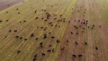 Aberdeen-Angus Sığırları. Bir yaz günü çiftliğin yeşil otlağında büyük bir siyah ve kahverengi inek sürüsünün drone 'undan ateş etmek.
