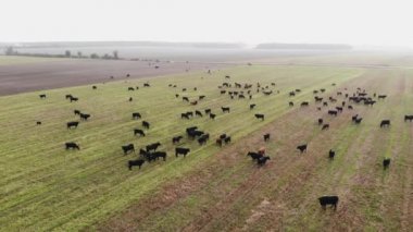 Çiftlik yeşili tarlalardaki büyük inek sürülerinin ve ufukta orman manzaralı kırsal manzaranın havadan görünüşü. Aberdeen-Angus Sığırları.