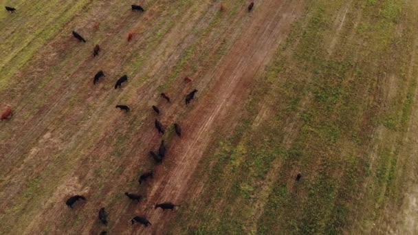 Bydło Aberdeen-Angus. Stado krów wypasa się na wolnym wybiegu na zielonej łące gospodarstwa i je trawę. Widok z lotu ptaka — Wideo stockowe