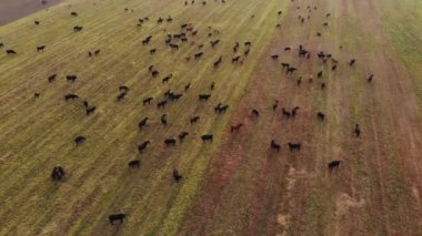Aberdeen-Angus Sığırları. Bir inek sürüsü çiftliğin yeşil çayırında otlar ve ot yer. Hava görünümü