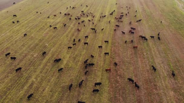 Widok z lotu ptaka na duże stado krów na zielone pola i panoramę krajobrazu wiejskiego z lasem na horyzoncie. Bydło Aberdeen-Angus. — Wideo stockowe
