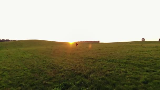 Sparatoria da drone di una giovane ragazza che corre attraverso verdi prati collinari sullo sfondo di un tramonto — Video Stock