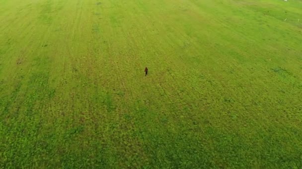 Tir à partir du drone d'une jeune fille dans un trench-coat noir marchant à travers un immense champ vert dans le coucher du soleil arrière-plan — Video