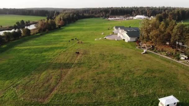 Aerial view of the ranch grounds with a beautiful cottage by the river and horses in the pastures on a summer day — Stock Video