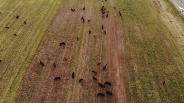 Gado Aberdeen-Angus. Uma manada de vacas pastoreia ao ar livre no prado verde da fazenda e come grama. Vista aérea — Vídeo de Stock
