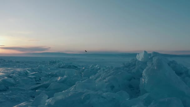 The bird flies over huge transparent blocks of blue ice. Bird flying — Vídeo de stock