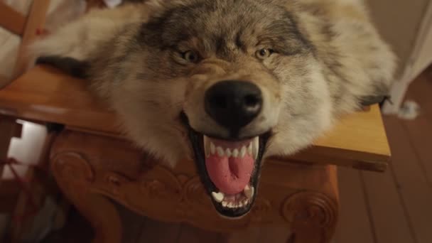 A stuffed formidable wolf on a wooden table with a bared mouth and fangs. Close-up — Stock Video