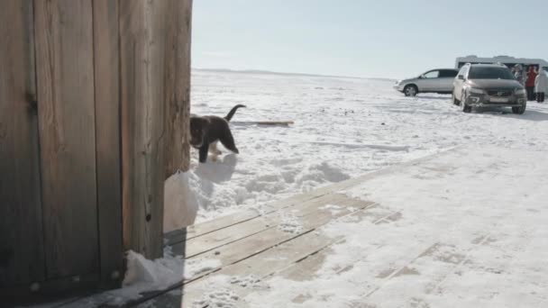 Baikal, Region Irkutsk, Russland - 18. März 2021: Ein lustiger Hund wühlt im Schnee und läuft vom Hof, wo Touristen und Autos stehen, in ein Holzhaus. Zeitlupe — Stockvideo