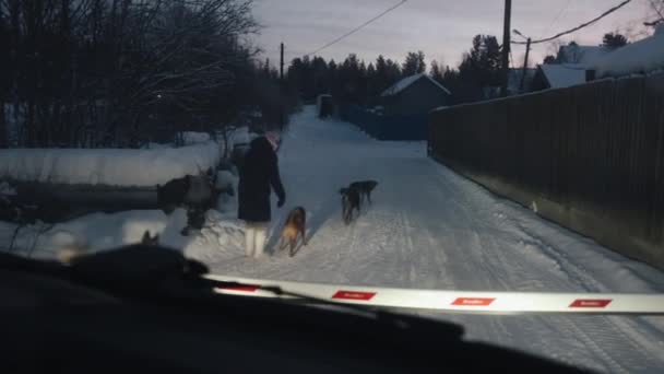 Murmansk, Rusland - 10 januari 2021: Uitzicht door de voorruit van een auto op een dorpsstraat in de winter 's avonds en een vrouw met een zwerm honden op de weg — Stockvideo