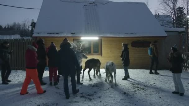 Murmansk, Rusya - 10 Ocak 2021: Bir grup turist akşam saatlerinde yapılan bir kış seyahati sırasında ren geyiği cep telefonlarıyla teftiş ve fotoğraf çekiyor — Stok video