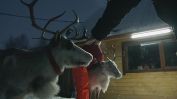 Murmansk, Rusya - 10 Ocak 2021: Bir grup turist, kışın çiftliğe yaptıkları gezi sırasında ren geyikleriyle oynaşıp fotoğraf çekiyorlar — Stok video