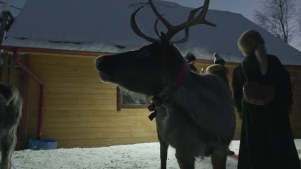 Hirsche mit großen Geweihen schnüffeln den Schnee, während sie umgeben von einer Gruppe Touristen auf der Ranch stehen — Stockvideo