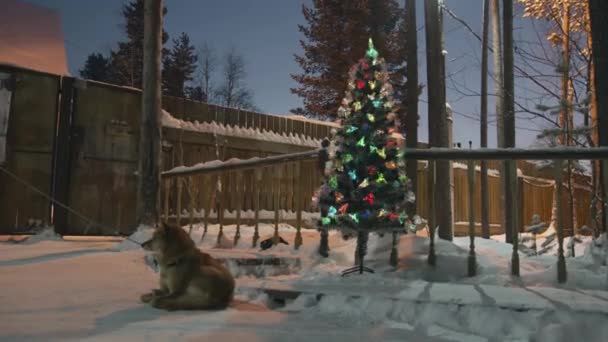 สุนัขอยู่ในหิมะในลานบ้านในตอนเย็นใกล้ต้นคริสต์มาสที่ตกแต่งด้วยผ้าพันคอแวววาว — วีดีโอสต็อก