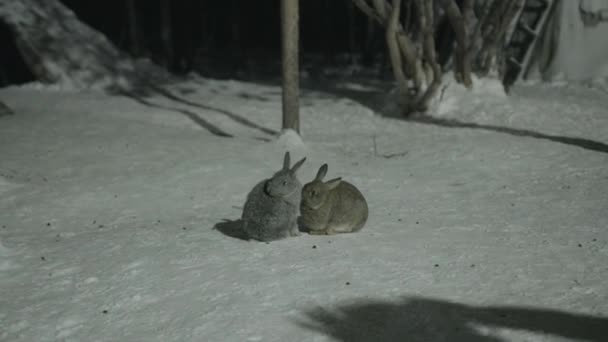 De grijze haas jeukt grappig met zijn neus terwijl de andere springt en de sneeuw ruikt in de tuin tussen de bomen — Stockvideo