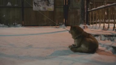 Bir evin bahçesinde, karda bir köpek yatıyor.