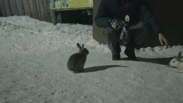 Um homem senta-se em suas assombrações e traços coelhos engraçados que saltam livremente no quintal nevado — Vídeo de Stock