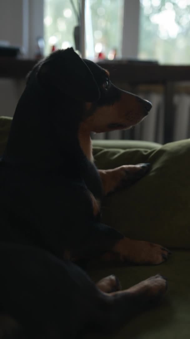 Ένα αστείο σκυλί της φυλής Dachshund βρίσκεται στον καναπέ στο δωμάτιο και κοιτάζει πλαγίως την κάμερα. Κάθετη βίντεο — Αρχείο Βίντεο