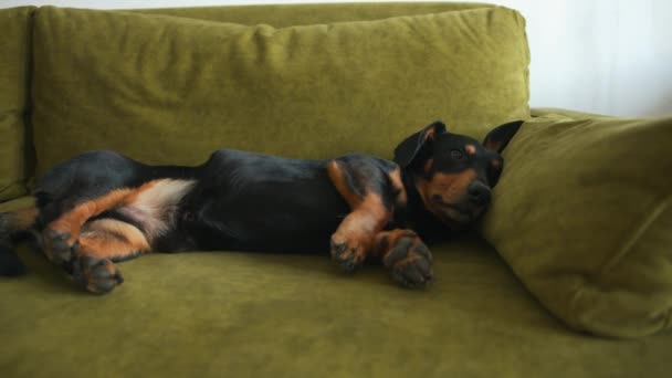 A dachshund dog lies in a room on a green sofa with his legs outstretched and sighs heavily — Vídeo de stock