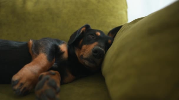 Dachshund pies leży na kanapie z wyciągniętymi łapami i śmieszne ruchy brwi — Wideo stockowe