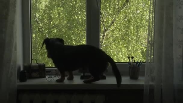 Σκούρα σιλουέτα ενός σκύλου που κάθεται σε ένα περβάζι με δέντρα πίσω από γυαλί και κοιτάζει έξω από το παράθυρο. — Αρχείο Βίντεο