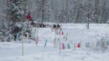 Murmansk bölgesi, Rusya - 10 Ocak 2021: Bir çiftlik işçisi eşliğinde bir kızakla kış ormanında köpek kızağı sürmek