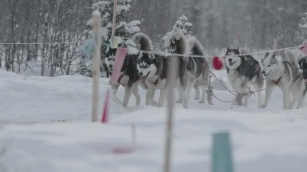 Un gran equipo de huskies siberianos en arnés corre a través del bosque de invierno y la pareja del frente de cerca — Vídeo de stock