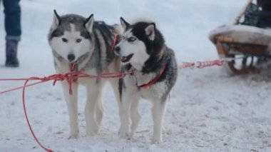 Komik, boğuk köpekler kızak kayışlarında ve hevesle bekliyor.