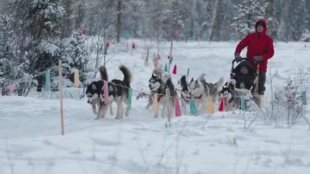 Мурманская область, Россия - 10 января 2021 года: Прогулка по зимнему лесу на санях в упряжке хаски — стоковое видео