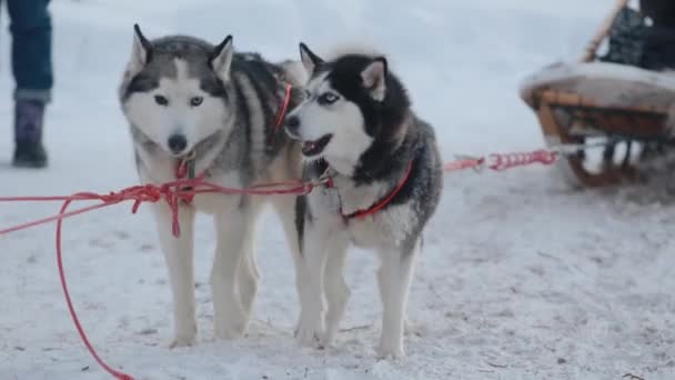 Cães husky engraçados estão de pé no chicote de trenós e aguardando ansiosamente o passeio — Vídeo de Stock
