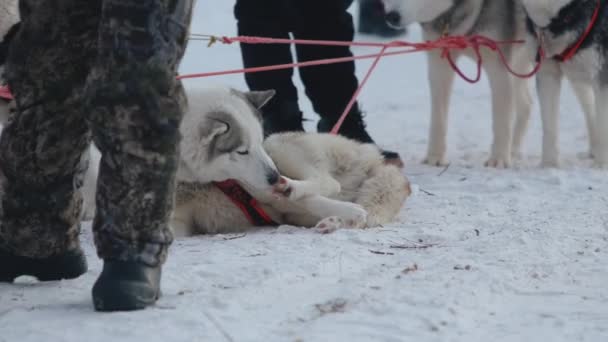 Хаски-дог лежит в снегу в собачьих упряжках и забавно кусает себя за ногу. — стоковое видео