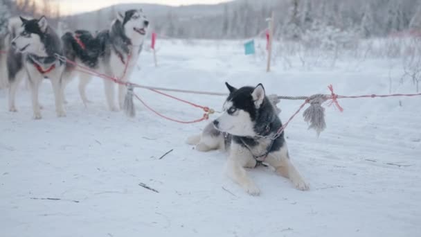 Перед поїздкою стоїть велика зброя хаскі-собак, і один з них лежить на снігу — стокове відео
