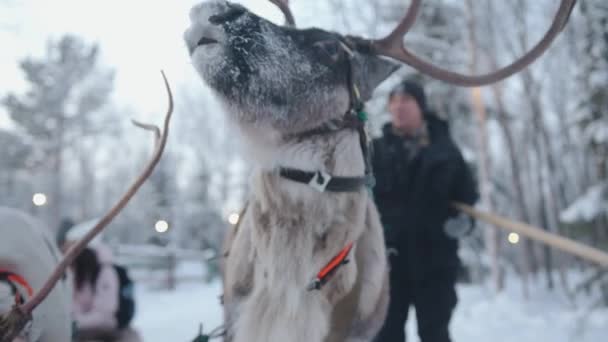Close-up van een rendierkop met groot gewei in harnas in een winterbos — Stockvideo