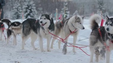 Koşumlu Sibirya köpekleri kış ormanlarında bayraklarla çevrili patikalarında duruyor ve dinleniyorlar.
