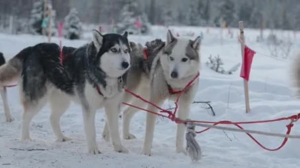 Duża grupa syberyjskich husky w uprzęży biegnie przez zimowy las i przednią parę zbliżeń — Wideo stockowe