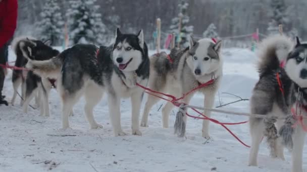 Vicces husky kutyák állnak szánon béklyóban és türelmetlenül várják a fuvart. — Stock videók