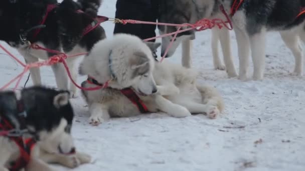 Husky perro se encuentra en la nieve en un trineo de perro y se muerde divertidamente por la pierna — Vídeos de Stock