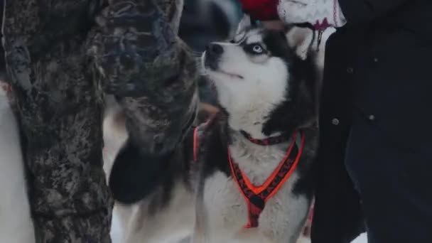 Jovem mulher brinca com husky e sorri para ela, enquanto outra menina filma-los para o telefone — Vídeo de Stock