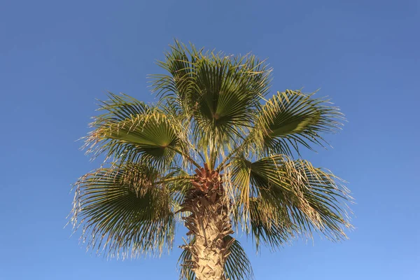 Mavi gökyüzüne karşı palmiye ağacı — Stok fotoğraf