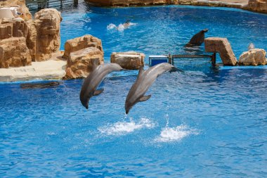 Yunus gösterisi Sea World at