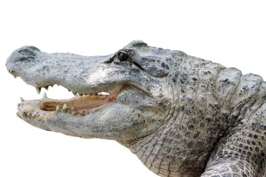 keskin dişleri ile timsah