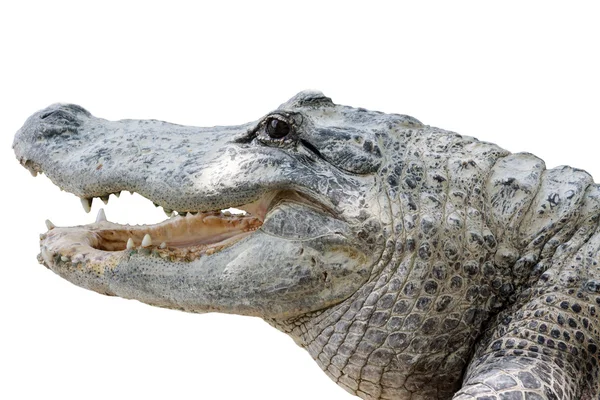 Crocodile with sharp teeth — Stock Photo, Image