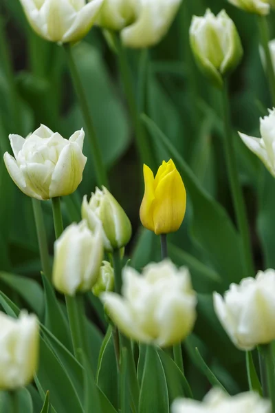 Flores de tulipán — Foto de Stock