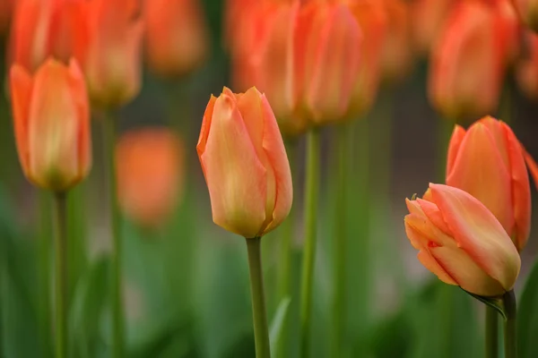 Flores de tulipán — Foto de Stock